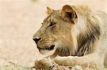 Young male lion, close up