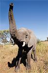 Female African Elephant, head on, Botswana, Africa