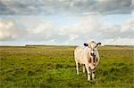 Portrait of cow in field, Giants Causeway, Bushmills, County Antrim, Northern Ireland, elevated view