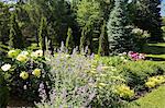 Border planted with yellow, pink, red peony (paeonia), yarrow flowers (achillea millefolium) and Cedar tree (thuja occidentalis) in backyard garden in spring season