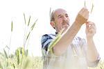 Serious farmer examining rural wheat stalk crop