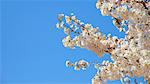 Cherry blossoms with blue sky