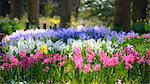 Flowerbed