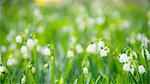 Flowerbed