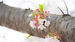 Blooming cherry blossoms on tree trunk