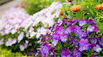 Purple flowers