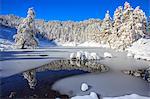 Snow covered trees reflected in the Casera Lake, Livrio Valley, Orobie Alps, Valtellina, Lombardy, Italy, Europe