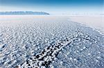 Frost flowers formed on thin sea ice when the atmosphere is much colder than the underlying ice, Greenland, Denmark, Polar Regions