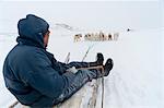 Dog sledge, Greenland, Denmark, Polar Regions