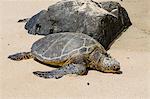 A green sea turtle (Chelonia mydas) on Laniakea Beach, North Shore, Oahu, Hawaii, United States of America, Pacific