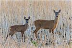 Western Roe Deer (Capreolus capreolus) in Meadow, Doe with Fawn, Hesse, Germany, Europe