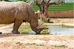 small white rhinoceros drinking water in Attica Zoological Park, Spata, Greece