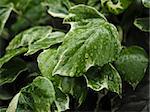 Green ivy Hedera with glossy leaves and white veins in the rain