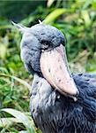The shoebill also known as whalehead or shoe-billed stork