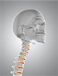 3D render of a male medical figure with skeleton in throat and partial spine highlighted