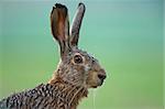 Close up photo of brown hare