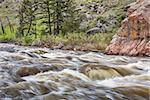 Cache la Poudre River west of  Fort Collins in northern Colorado - springtime scenery with a snow melt run off