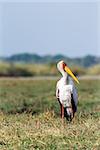 Yellow billed stork on the river Chobe. Africa. Botswana