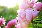 Pink peony flower blossoming in the sun rays