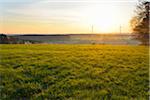 Meadow in Spring at Sunrise with Wind Turbines in background, Schippach, Miltenberg, Odenwald, Bavaria, Germany