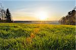 Meadow in Spring at Sunrise with Wind Turbines in background, Schippach, Miltenberg, Odenwald, Bavaria, Germany