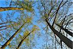 Looking up into the Treetops of Alder Trees, Woerth am Main, Churfranken, Franconia, Bavaria, Germany