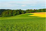 Countryside with Canola Field in Spring, Reichartshausen, Amorbach, Odenwald, Bavaria, Germany