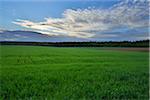 Countryside with Grain Field in Spring, Wallduern, Neckar-Odenwald-District, Odenwald, Baden Wurttemberg, Germany