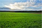 Countryside with Grain Field in Spring, Wallduern, Neckar-Odenwald-District, Odenwald, Baden Wurttemberg, Germany