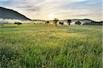 Countryside with Meadow at Sunrise, Spring, Kleinheubach, Miltenberg-District, Churfranken, Franconia, Bavaria, Germany