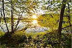 Sun Shining through Trees on the Shoreline of a Lake, Niedernberg, Miltenberg-District, Churfranken, Franconia, Bavaria, Germany