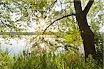 Sun shining through Tree on the Shoreline of a Lake, Niedernberg, Miltenberg-District, Churfranken, Franconia, Bavaria, Germany