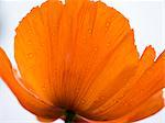 An orange poppy flower with raindrops, beads of moisture on the petals.