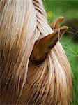 The groomed mane of an Icelandic horse.