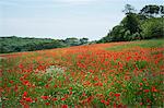 A field of red poppies flowering n the grass in a field.  Summer.