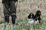 A pheasant shoot. Two trained gundogs, a spaniel and retriever alert but still, waiting to work, and a handler, a man in wellingtons.