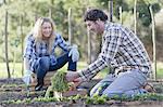 Couple picking vegetables in garden