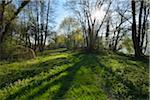 Path through Trees with Sun in Spring, Faulbach, Churfranken, Spessart, Miltenberg-District, Bavaria, Germany