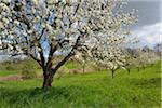 Blooming Cherry Tree in Spring, Bettingen, Wertheim, Main-Tauber-District, Odenwald, Baden Wurttemberg, Germany