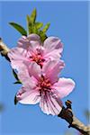 Almond Blossoms in Spring, Bensheim, Odenwald, Hesse, Germany