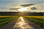 Rural Road with Canola Field and Sun in Spring, Reichartshausen, Amorbach, Odenwald, Bavaria, Germany