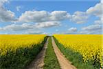 Dirt Tracks through Canola Field, Schmachtenberg, Spessart, Franconia, Bavaria, Germany