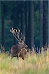 Male Red Deer (Cervus elaphus) in Autumn, Germany