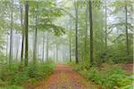 Path in Beech Forest on Misty Morning in Autumn, Nature Park, Spessart, Bavaria, Germany