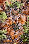 Standley Chasm, West MacDonnell National Park, Northern Territory, Australia