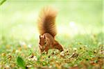 Close-up of Eurasian Red Squirrel (Sciurus vulgaris) in Late Summer, Germany