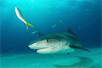 Underwater portrait of reef shark, Tiger Beach, Bahamas