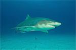 Underwater portrait of lemon shark, Tiger Beach, Bahamas