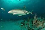 Underwater portrait of reef shark swimming above seabed, Tiger Beach, Bahamas