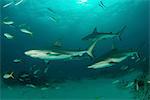 Underwater view of reef sharks swimming above seabed, Tiger Beach, Bahamas